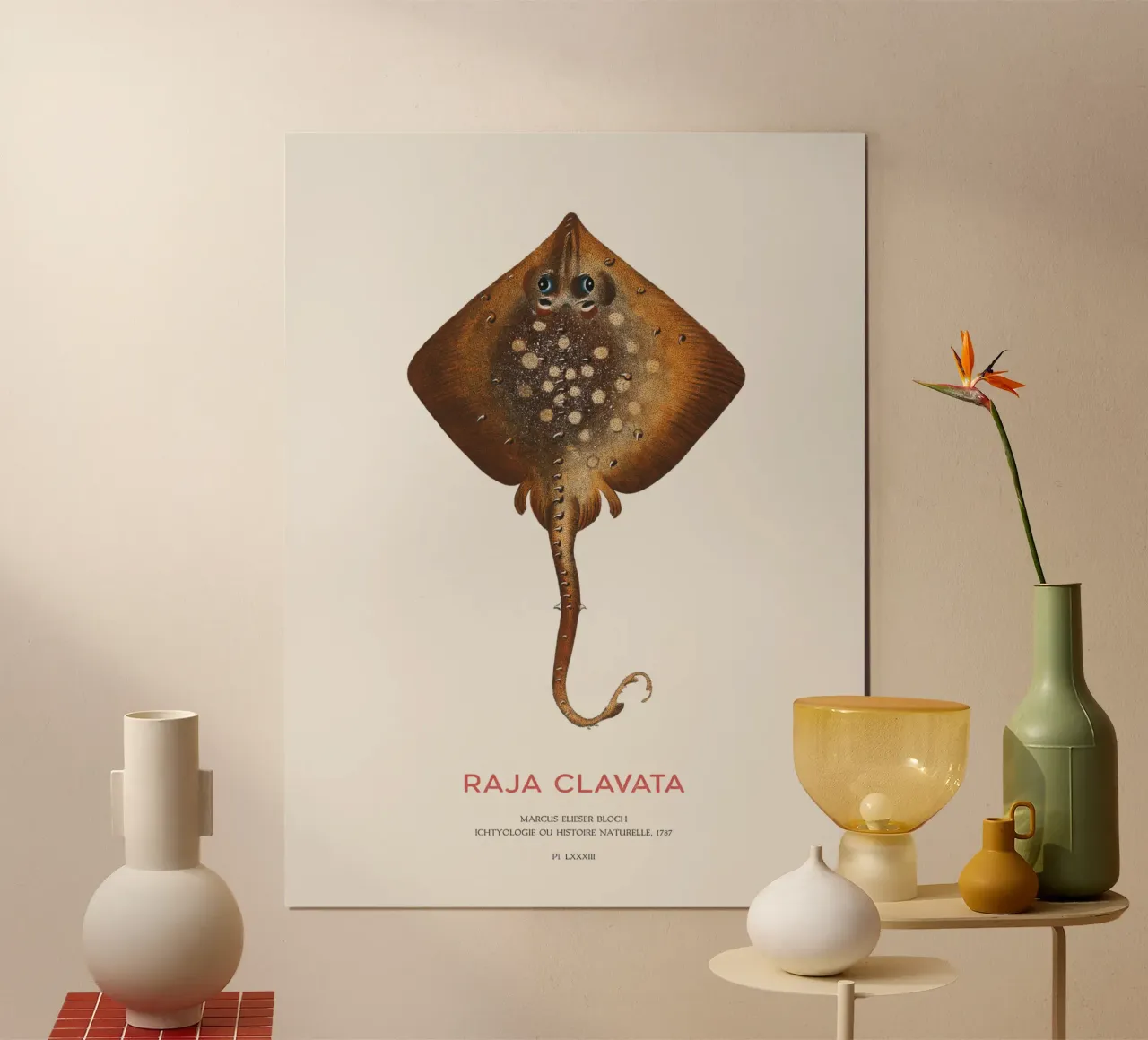 Stachelrochen oder Raja clavata Poster mit Holzrahmen von Vintagrafica