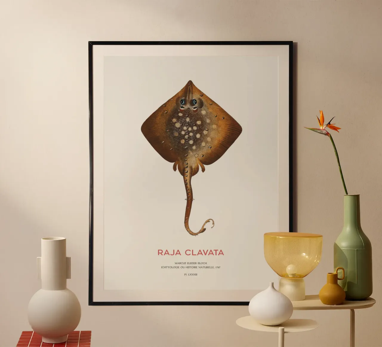 Stachelrochen oder Raja clavata Poster mit Holzrahmen von Vintagrafica