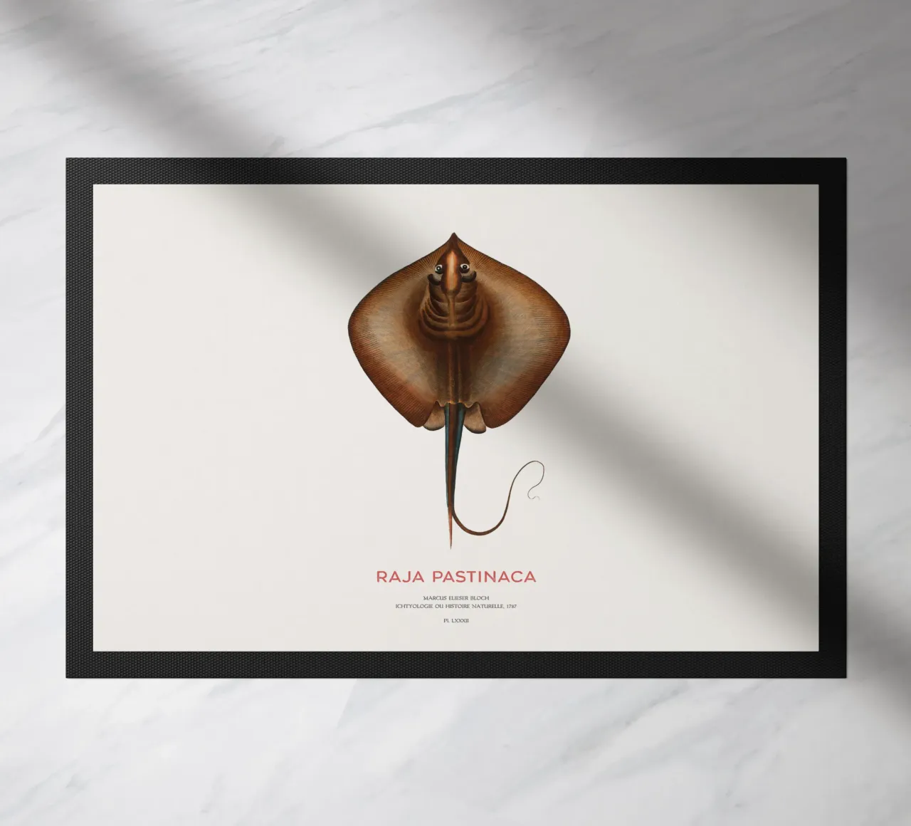 Mantarraya común o Raja pastinaca felpudo de Vintagrafica