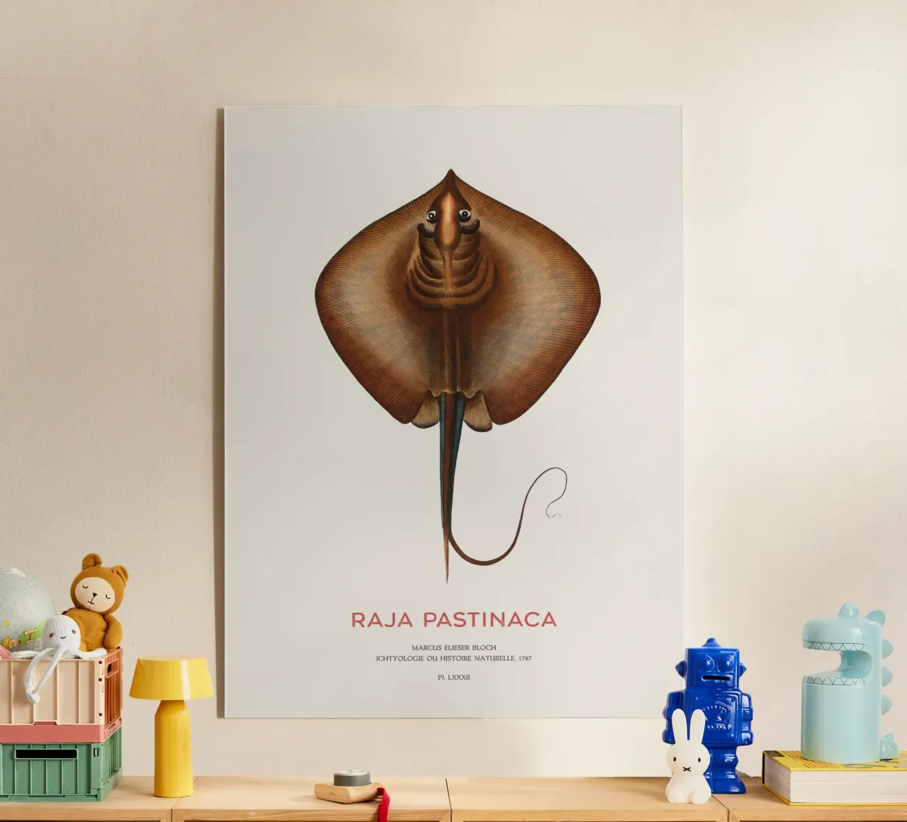 Mantarraya común o Raja pastinaca metacrilato de Vintagrafica