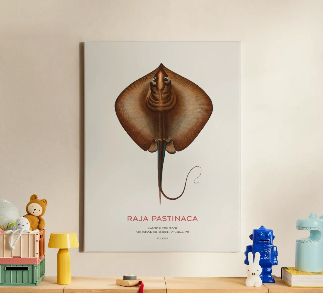 Gewöhnlicher Stechrochen oder Raja pastinaca Leinwand mit Schattenfugenrahmen von Vintagrafica