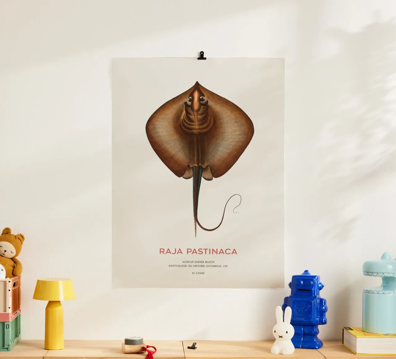 Gewöhnlicher Stechrochen oder Raja pastinaca Poster mit Holzrahmen von Vintagrafica