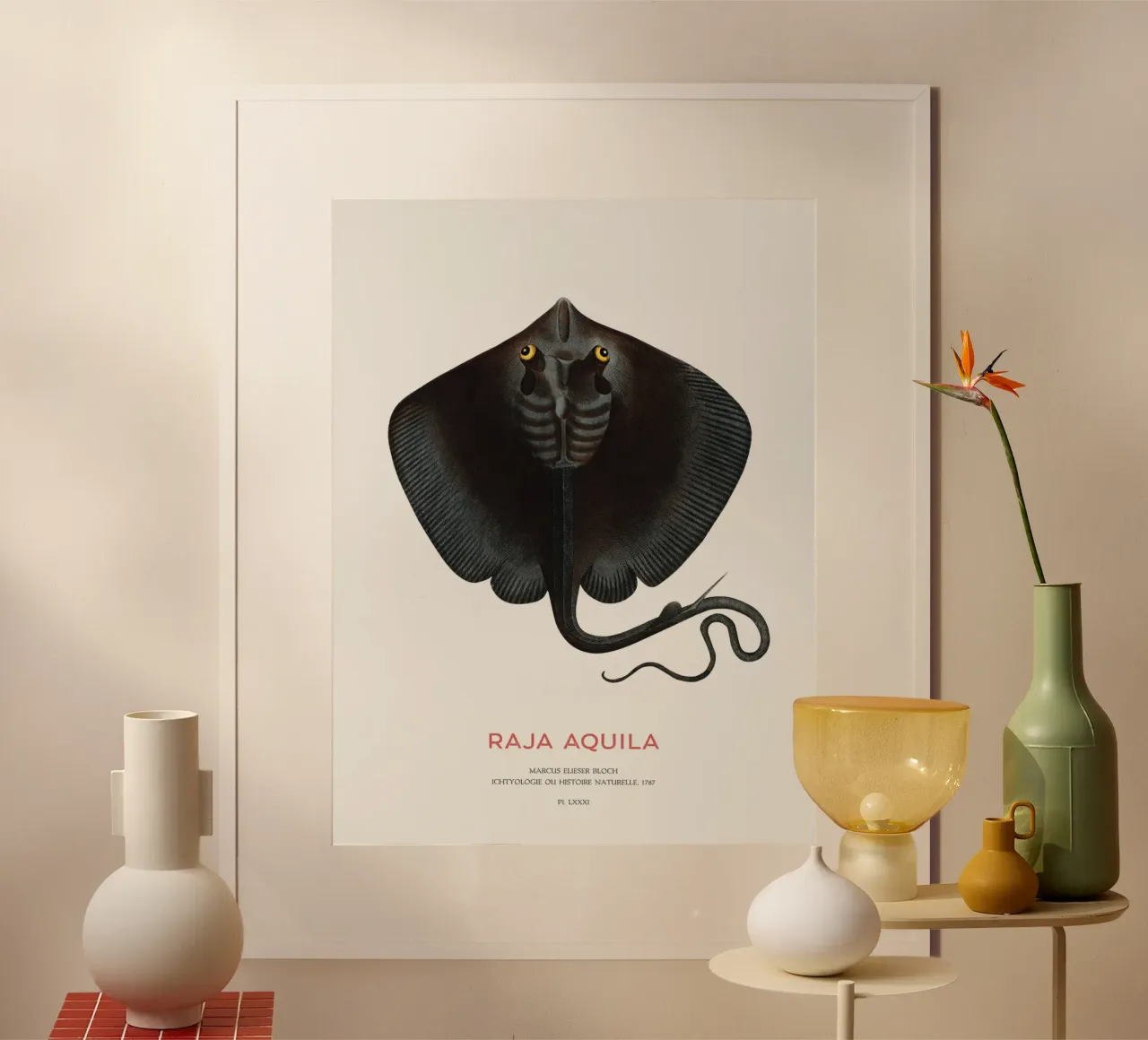 Gewöhnlicher Adlerrochen oder Raja aquila Poster mit Kunststoffrahmen von Vintagrafica