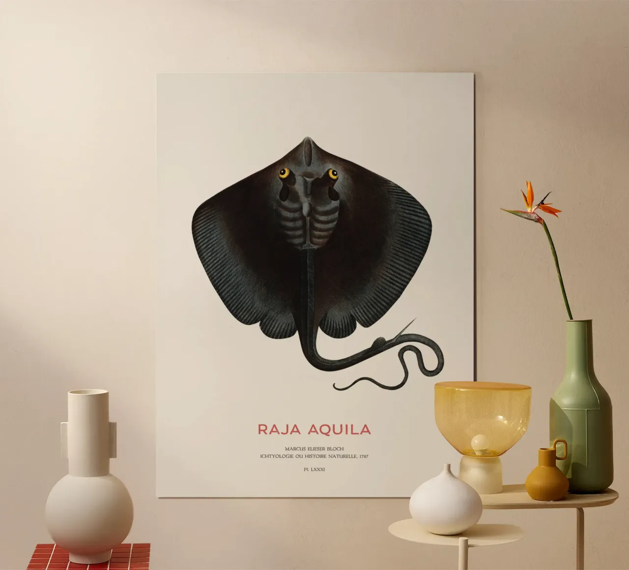 Gewöhnlicher Adlerrochen oder Raja aquila Poster mit Kunststoffrahmen von Vintagrafica