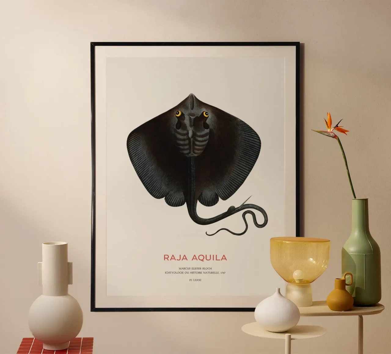 Gewöhnlicher Adlerrochen oder Raja aquila Poster mit Kunststoffrahmen von Vintagrafica