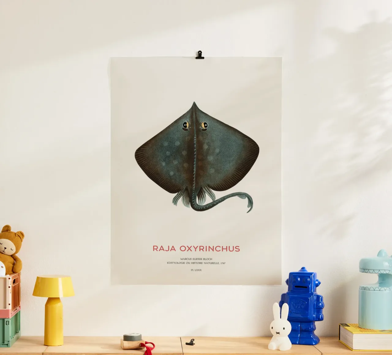 Raja ossifraga o Raja oxyrinchus poster da Vintagrafica