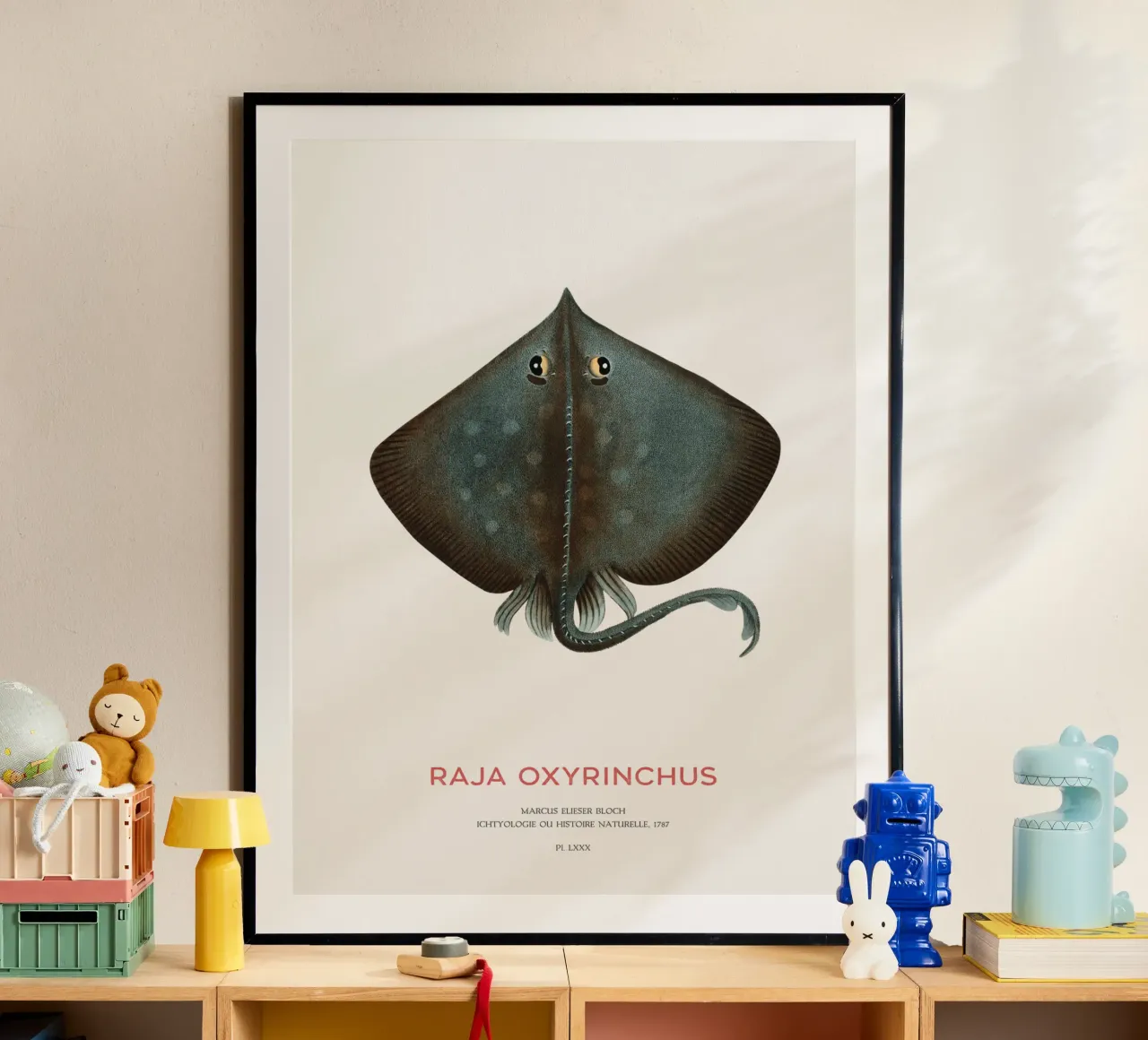 Raja ossifraga o Raja oxyrinchus poster da Vintagrafica