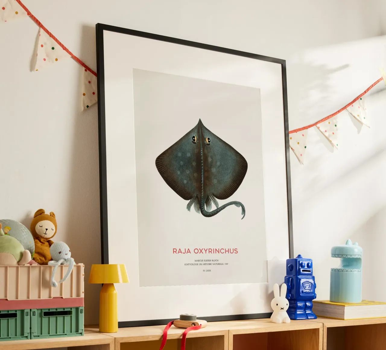 Raja ossifraga o Raja oxyrinchus poster da Vintagrafica