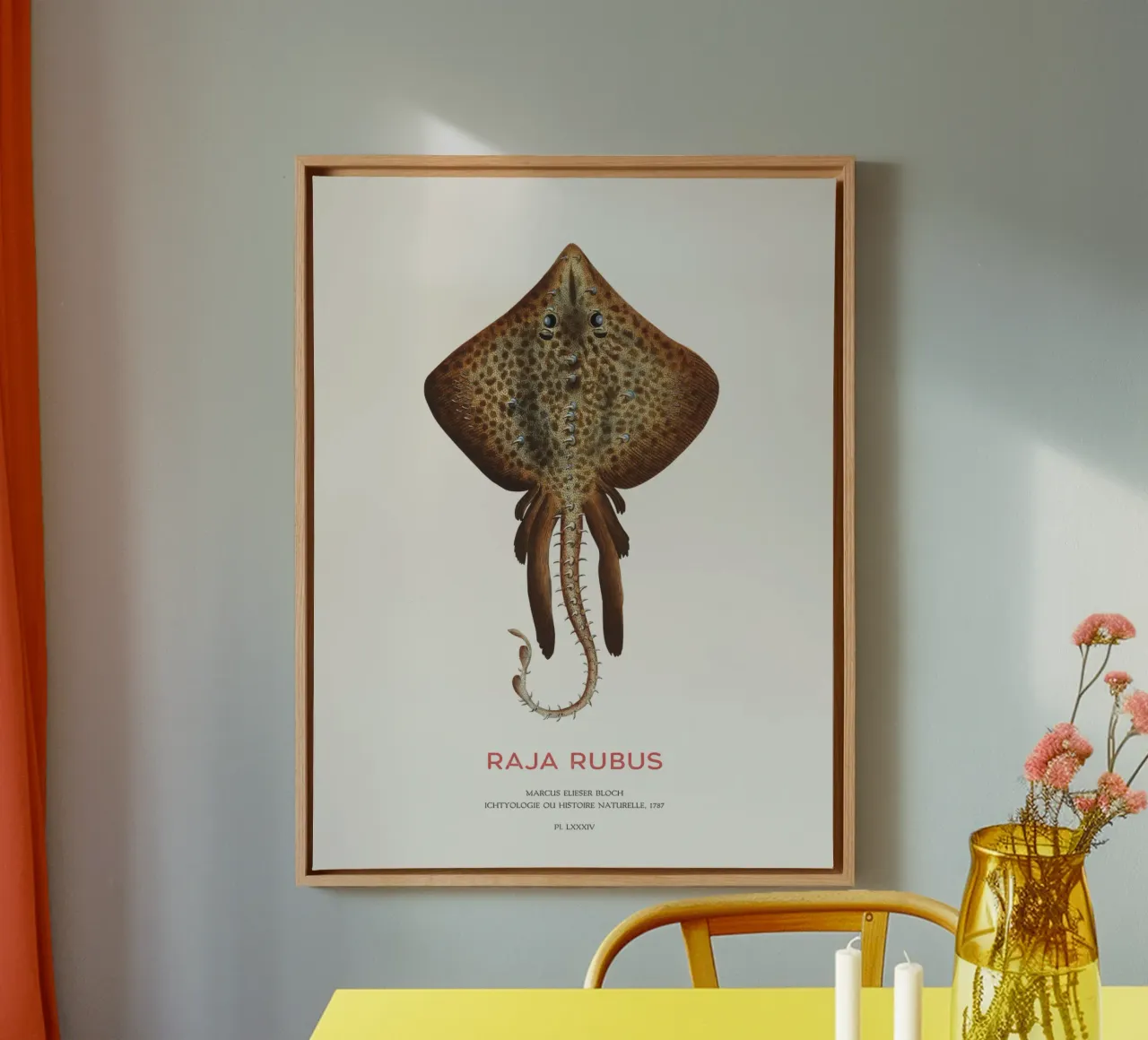 Raggio di spine o Raja rubus tela con Cornice a cassetta da Vintagrafica