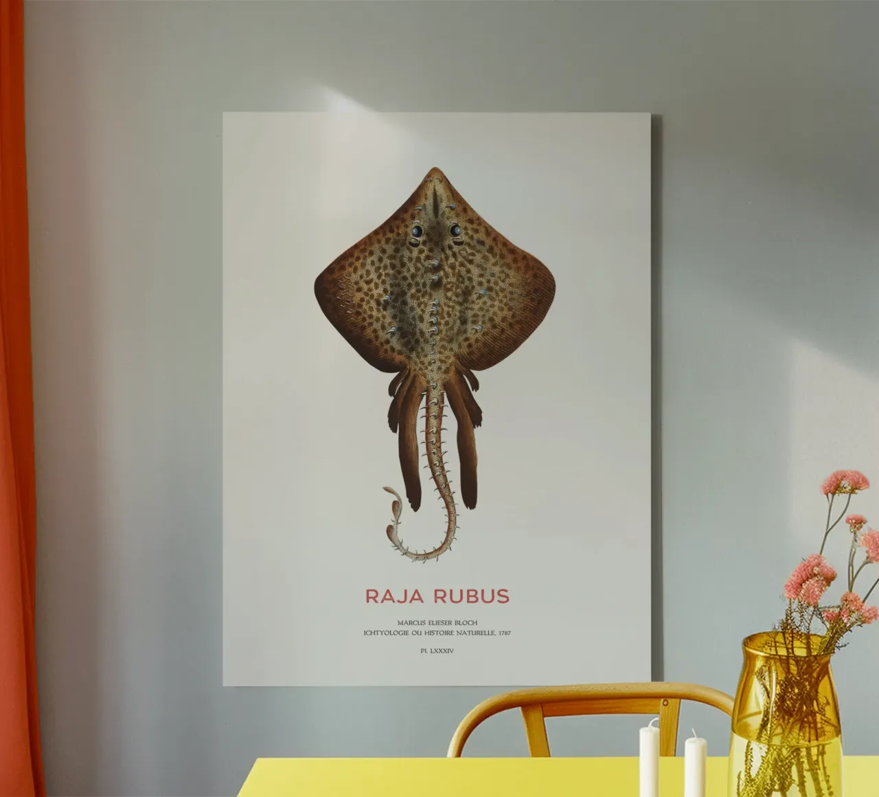 Raggio di spine o Raja rubus tela con Cornice a cassetta da Vintagrafica