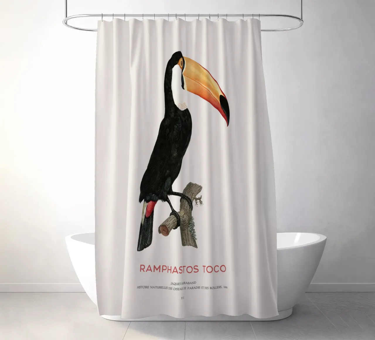 Toco-Tukan oder Ramphastos toco Duschvorhang von Vintagrafica