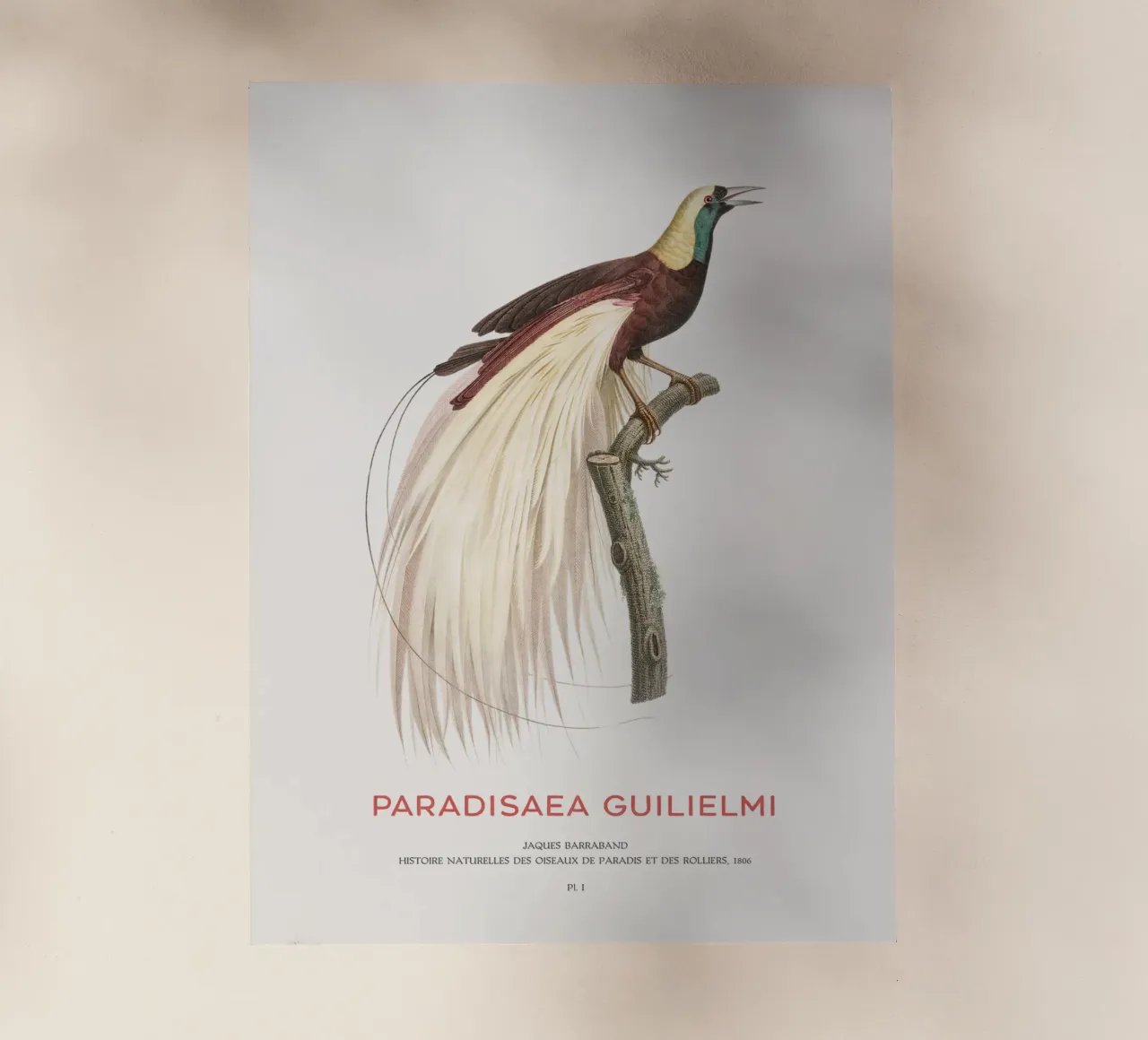 Uccello del Paradiso imperatore o Paradisaea guilielmi pellicola backlit da Vintagrafica