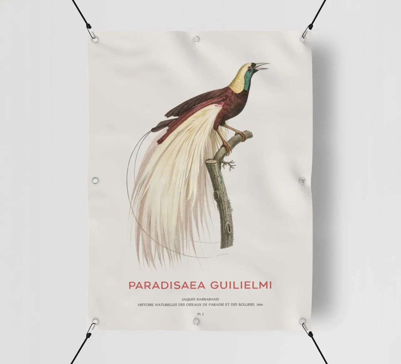Uccello del Paradiso imperatore o Paradisaea guilielmi telo in pvc da Vintagrafica