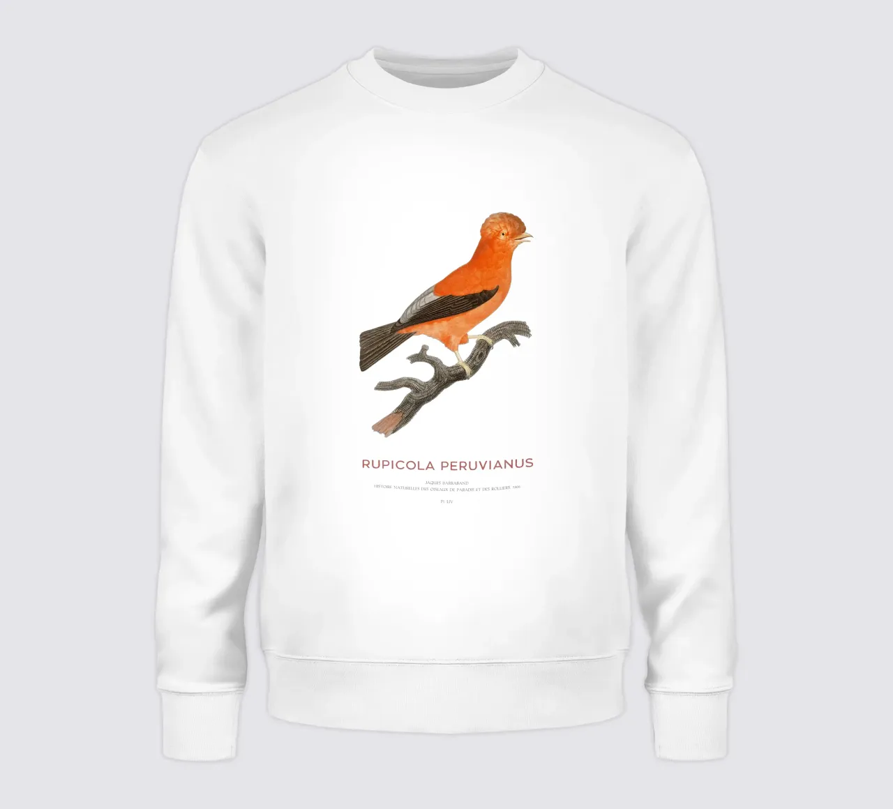 Gallo delle Ande o Rupicola peruvianus felpa da Vintagrafica