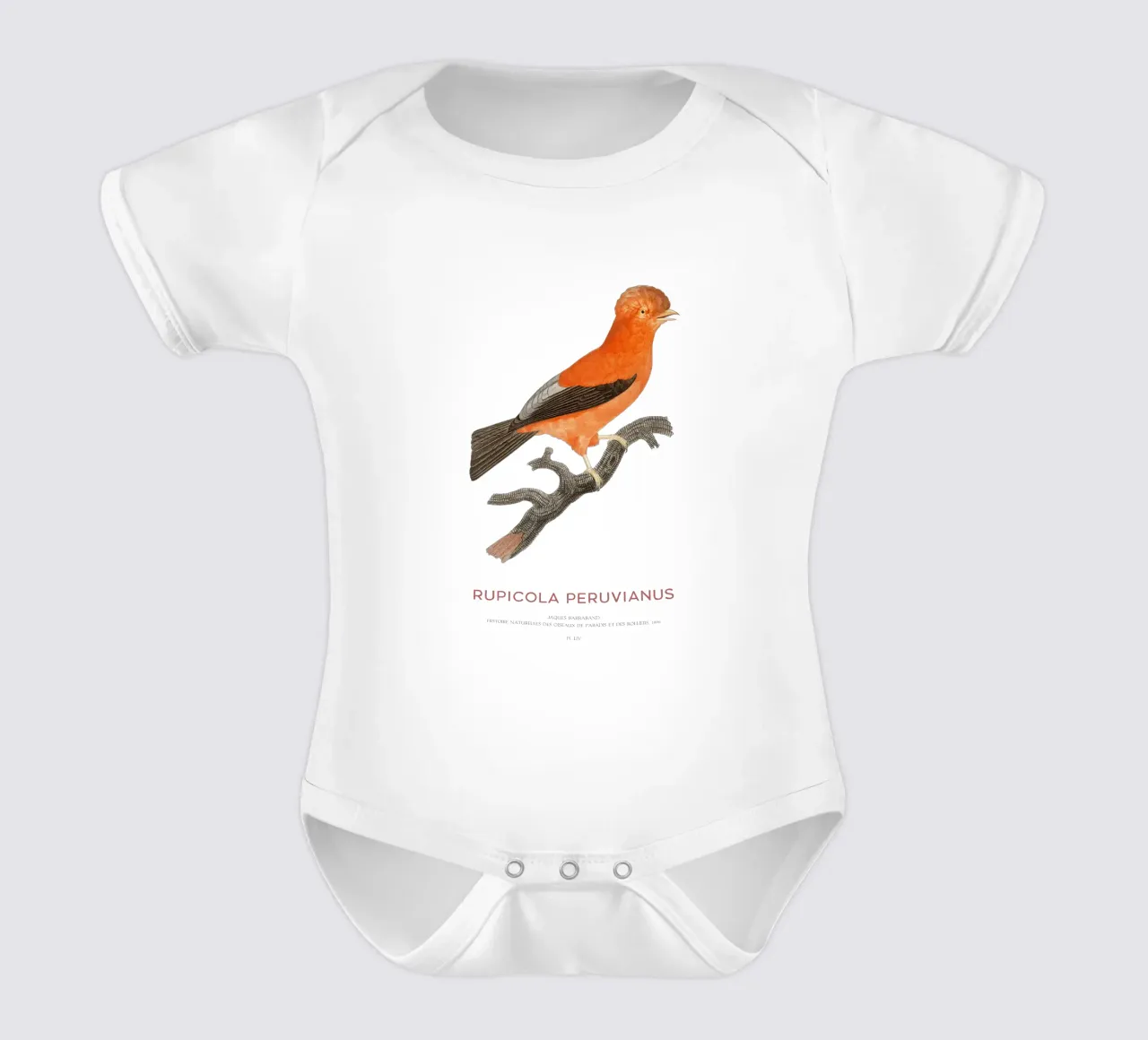 Anden-Felsenhahn oder Rupicola peruvianus Kurzarm Babybody von Vintagrafica