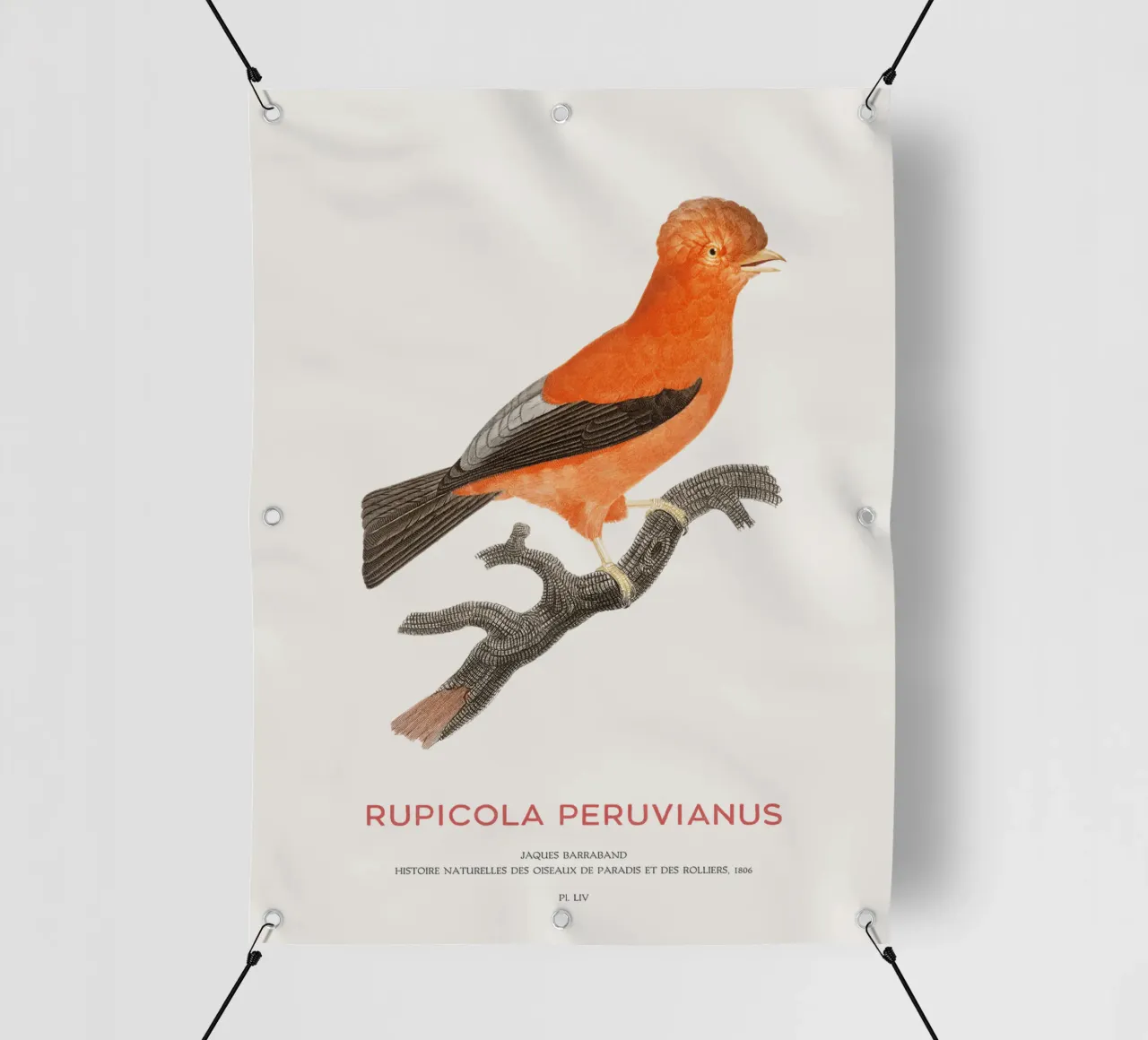 Gallo delle Ande o Rupicola peruvianus telo in pvc da Vintagrafica
