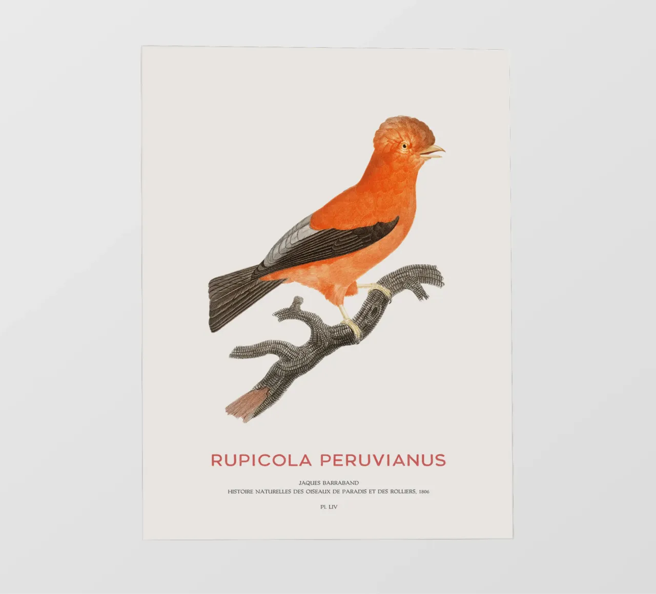 Gallo delle Ande o Rupicola peruvianus telo in pvc da Vintagrafica