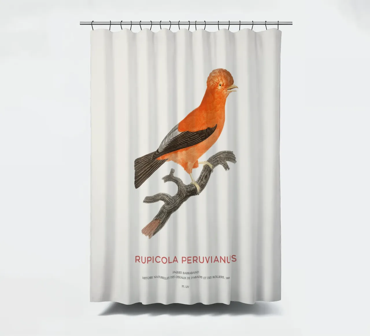 Anden-Felsenhahn oder Rupicola peruvianus Duschvorhang von Vintagrafica