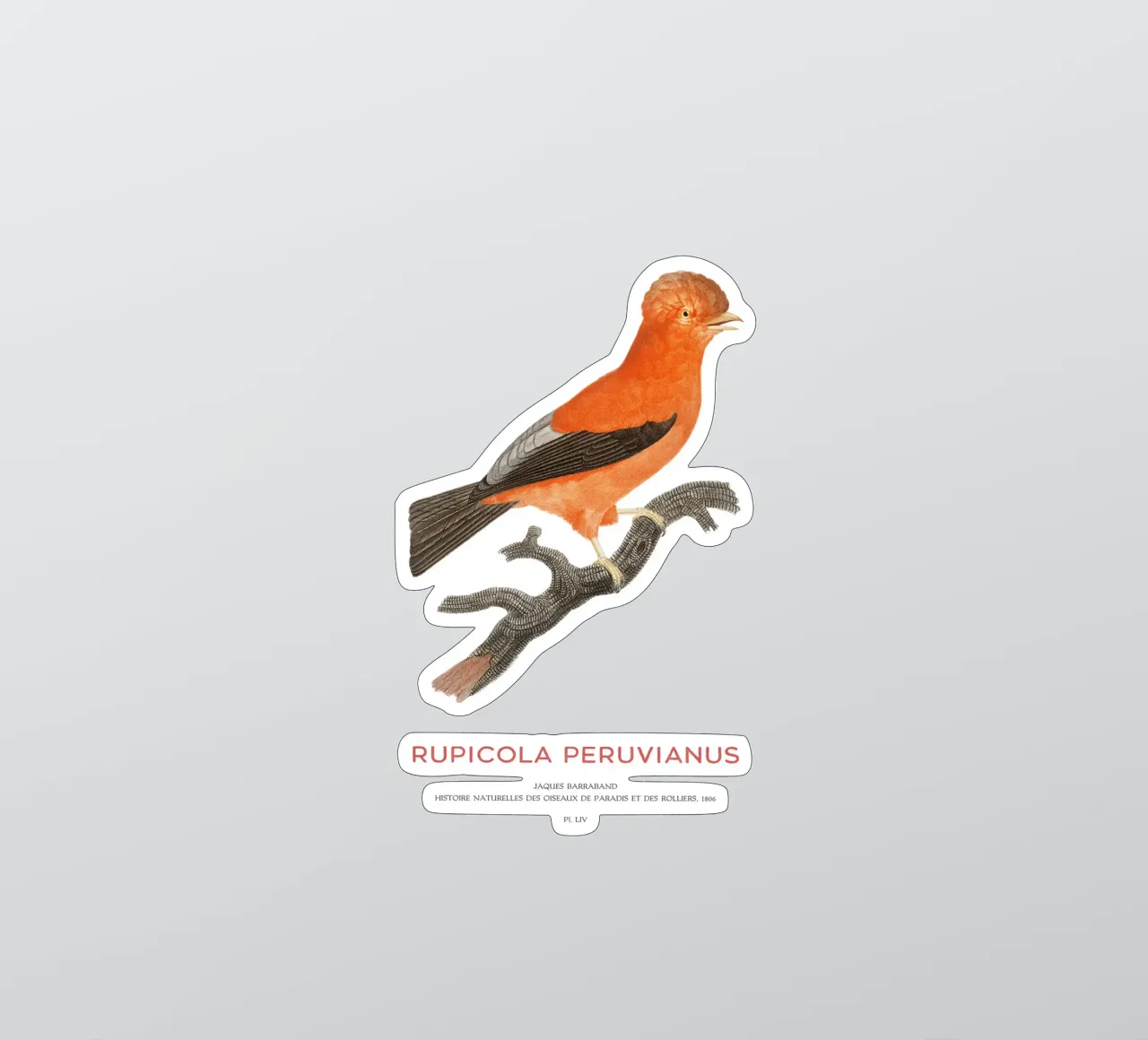 Anden-Felsenhahn oder Rupicola peruvianus Sticker von Vintagrafica