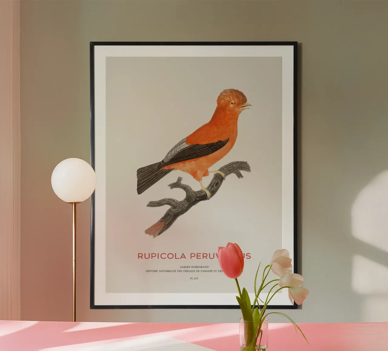 Anden-Felsenhahn oder Rupicola peruvianus Hahnemühle von Vintagrafica