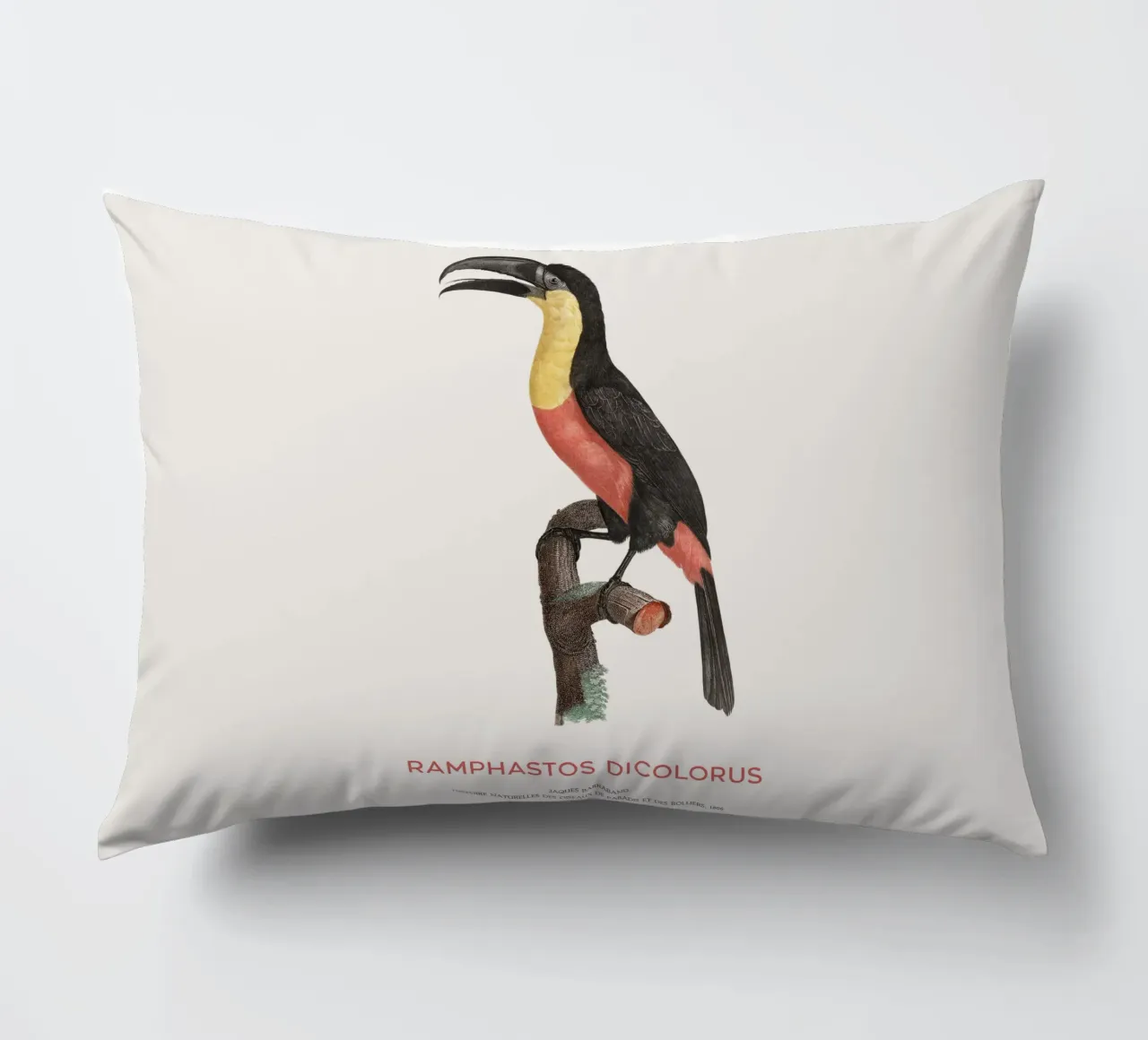 Tucano dal petto rosso o Ramphastos dicolorus cuscino da Vintagrafica