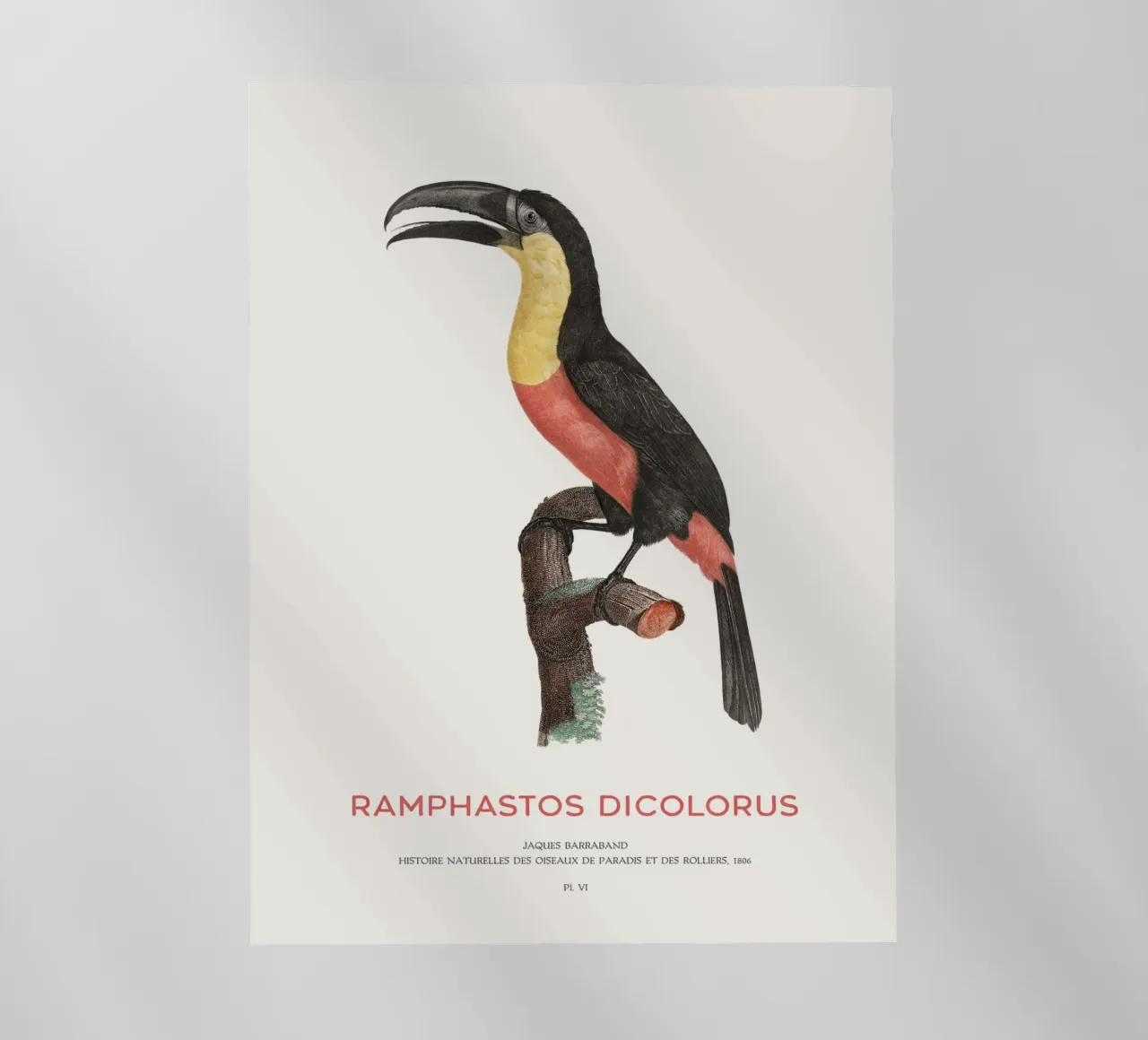Tucano dal petto rosso o Ramphastos dicolorus pellicola backlit da Vintagrafica