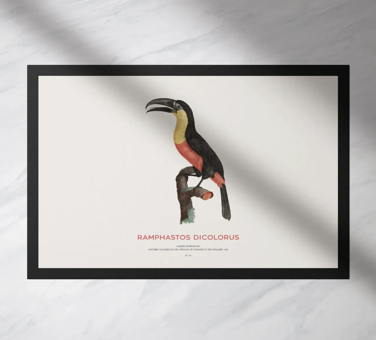 Tucano dal petto rosso o Ramphastos dicolorus zerbino da Vintagrafica