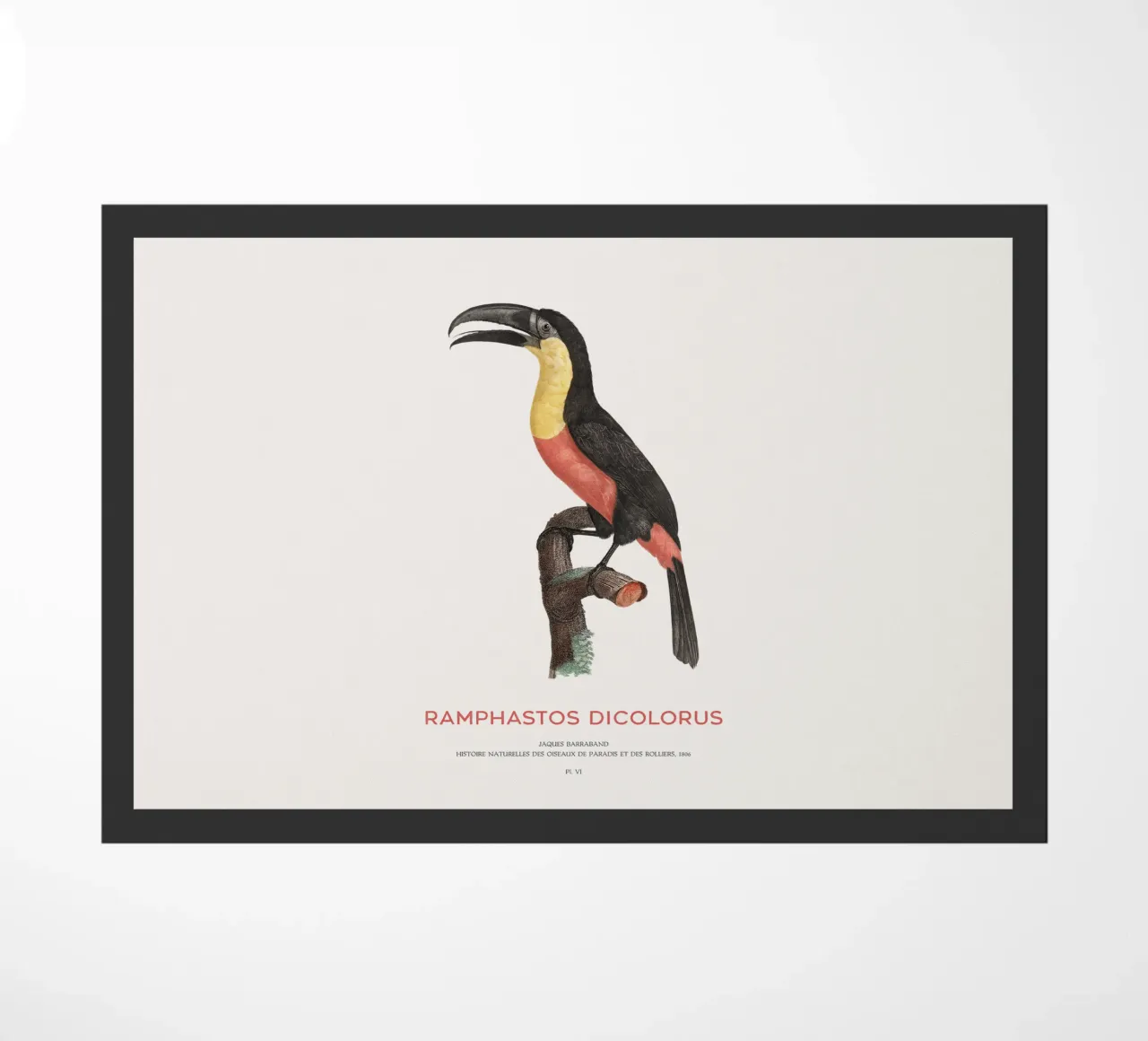 Tucano dal petto rosso o Ramphastos dicolorus zerbino da Vintagrafica