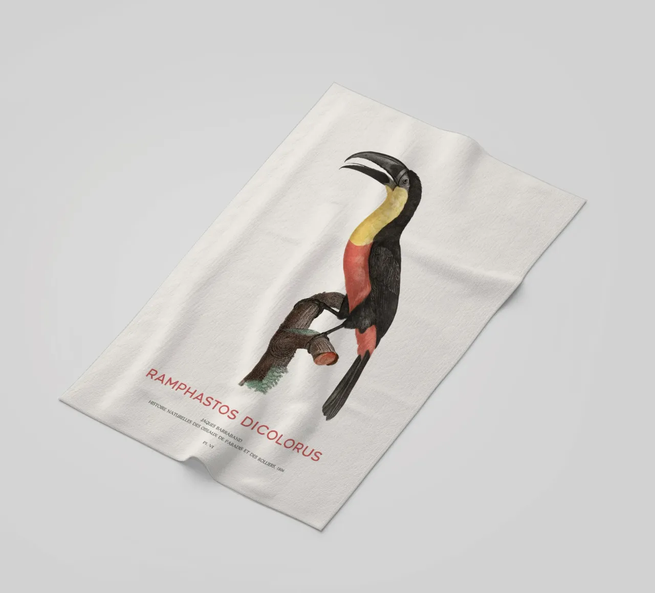 Tucano dal petto rosso o Ramphastos dicolorus telo mare da Vintagrafica