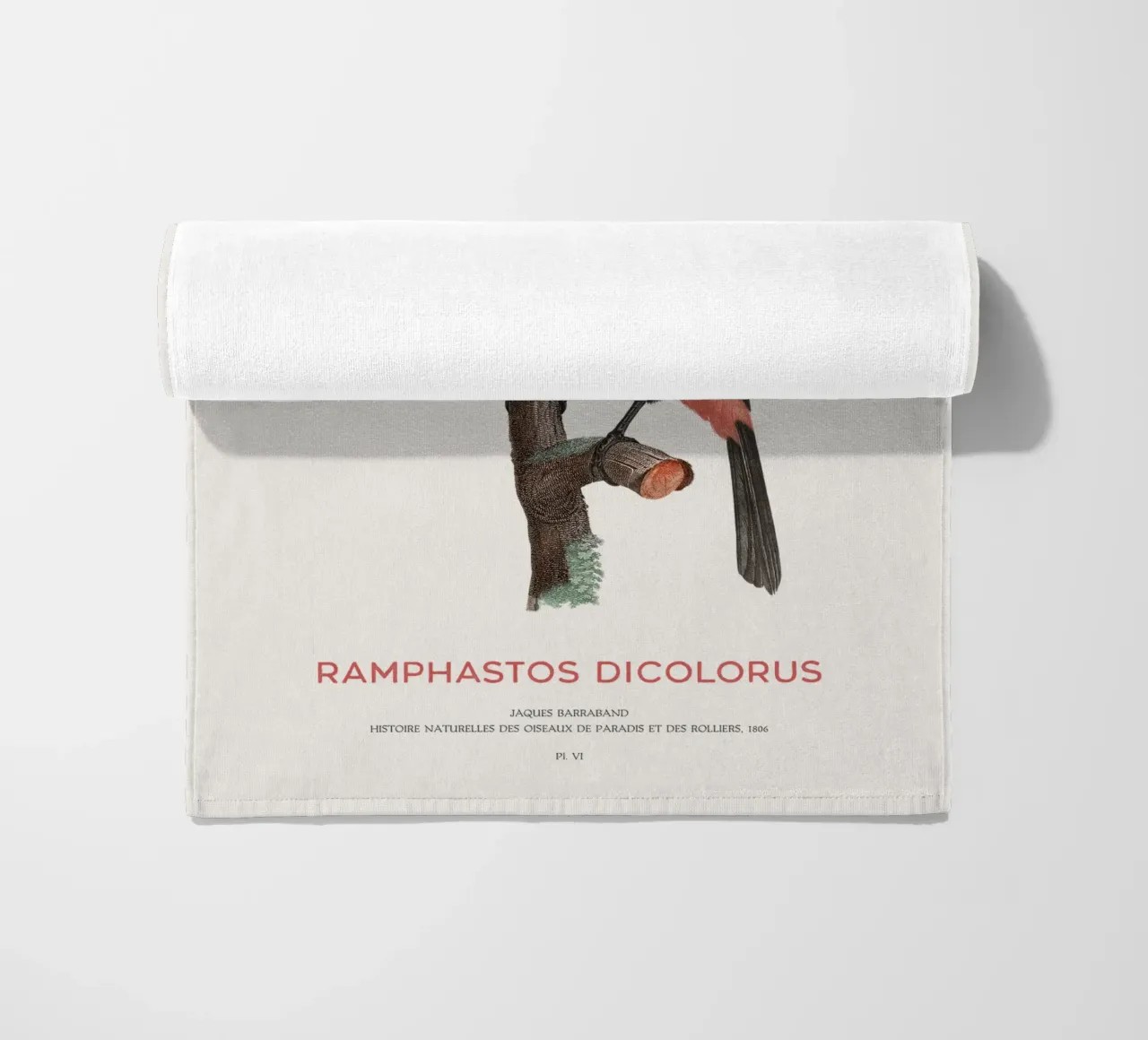 Tucano dal petto rosso o Ramphastos dicolorus telo mare da Vintagrafica