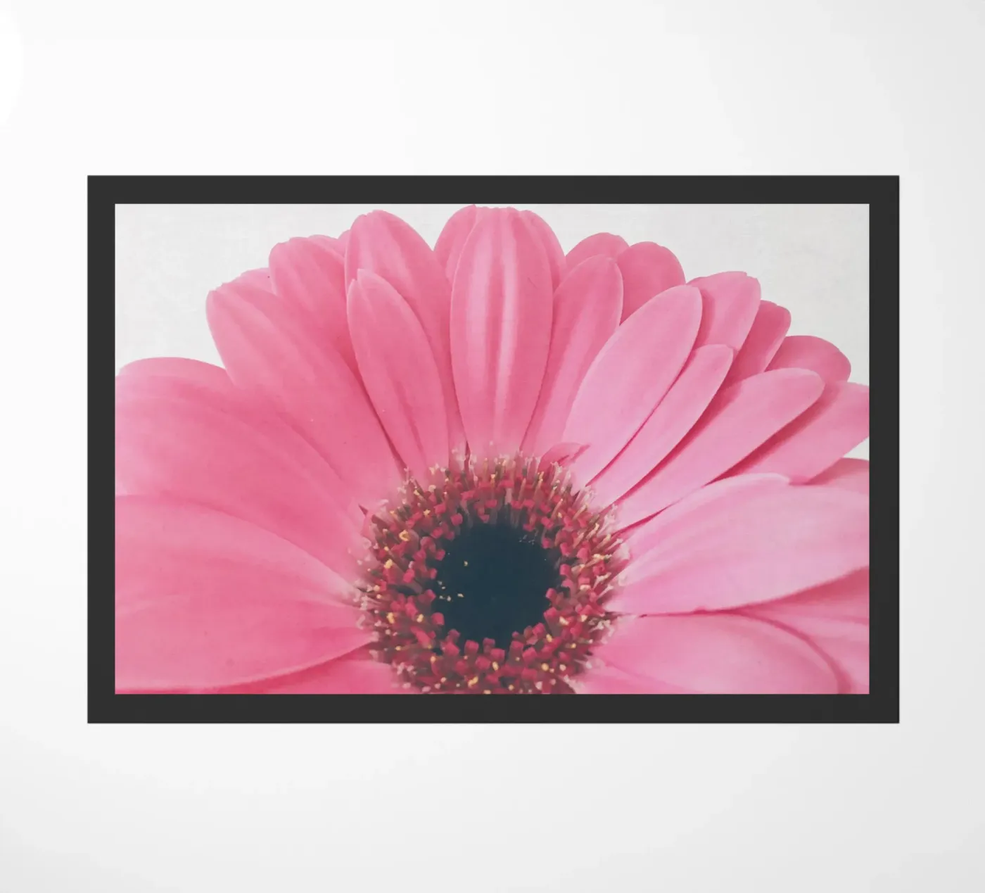 Gerbera Sunrise zerbino da Cassia Beck Photography