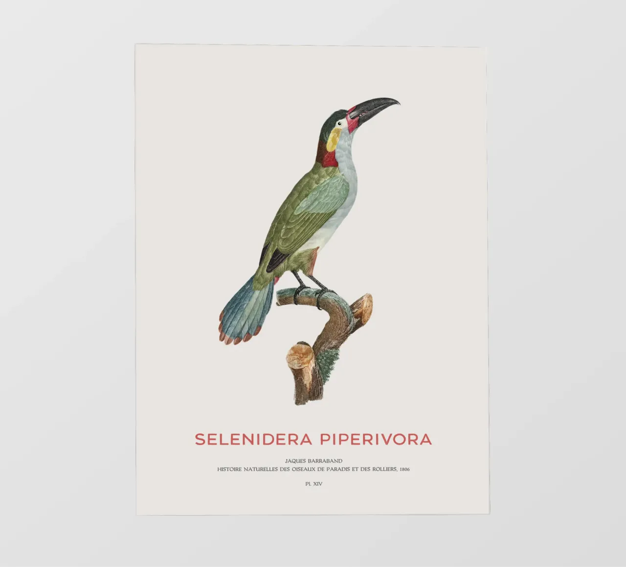 Guianatukanet oder Selenidera piperivora Backlit Folie von Vintagrafica