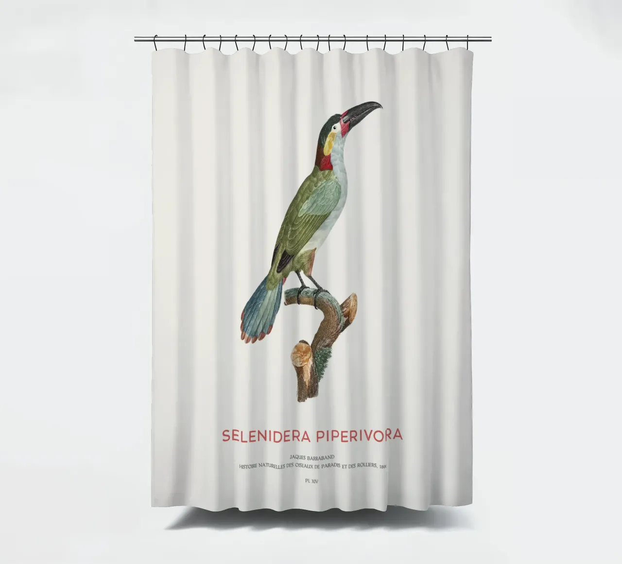 Guianatukanet oder Selenidera piperivora Duschvorhang von Vintagrafica