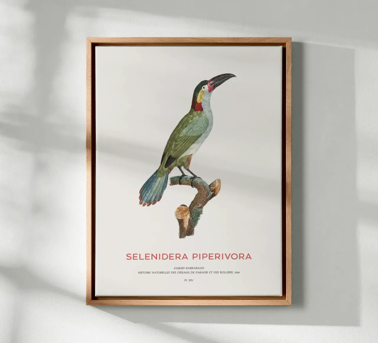 Guianan toekanet of Selenidera piperivora canvas van Vintagrafica