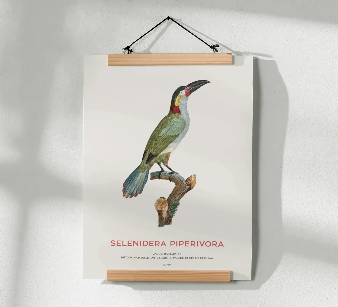 Guianatukanet oder Selenidera piperivora Hahnemühle von Vintagrafica