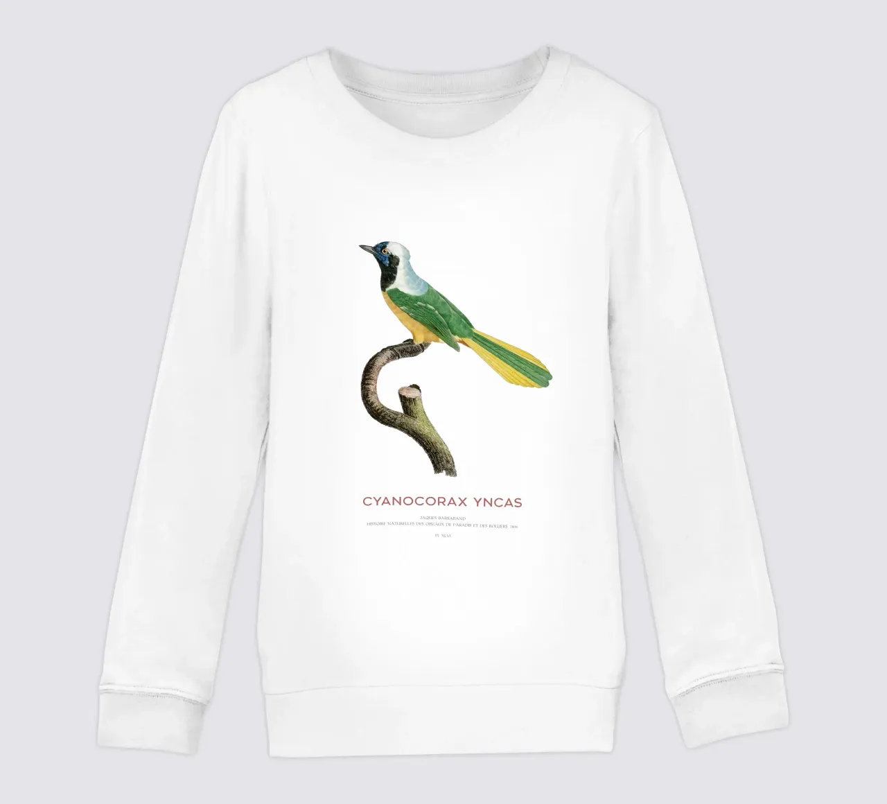 Ghiandaia Inca o Cyanocorax yncas felpa bambino da Vintagrafica