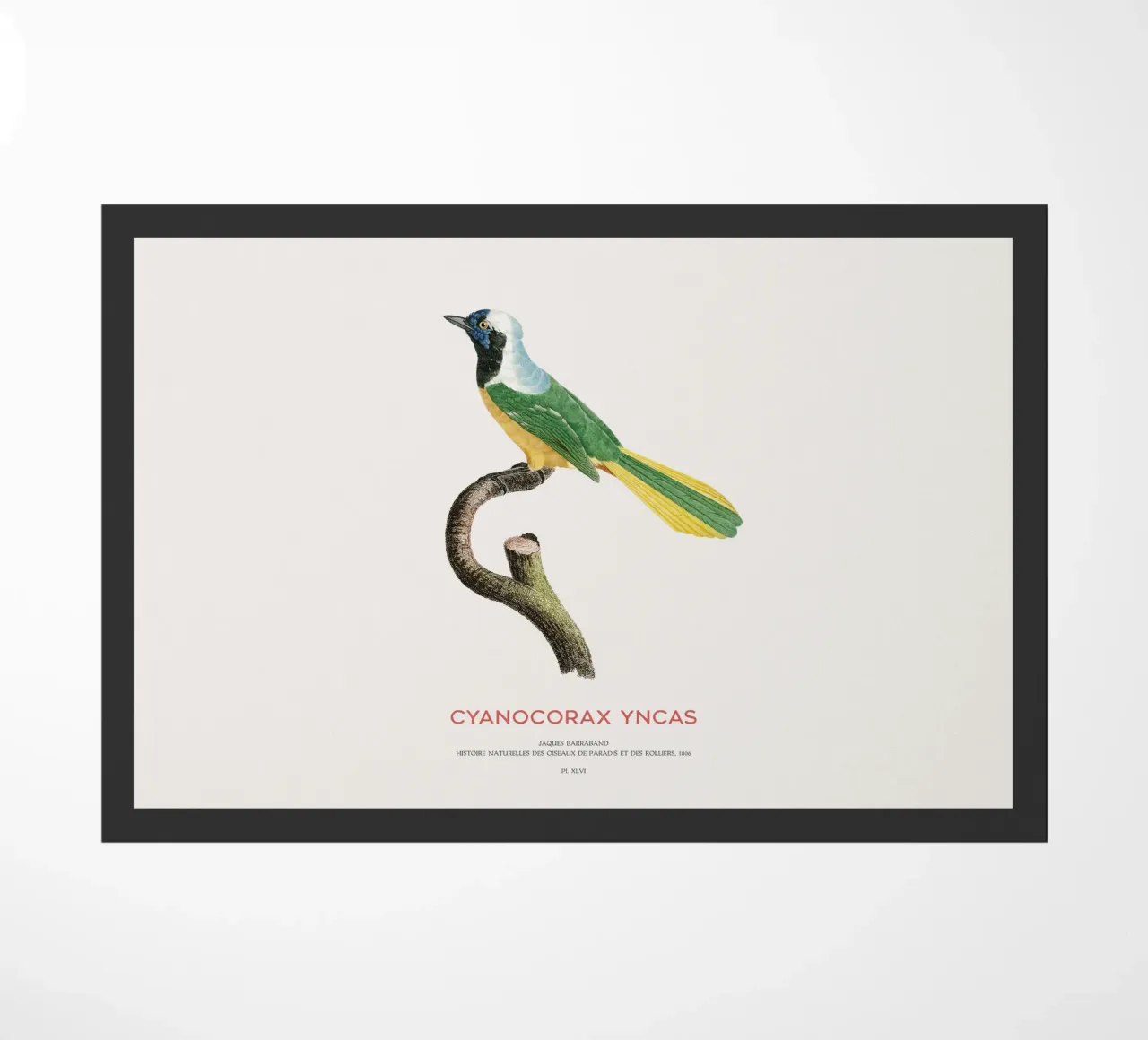 Ghiandaia Inca o Cyanocorax yncas zerbino da Vintagrafica