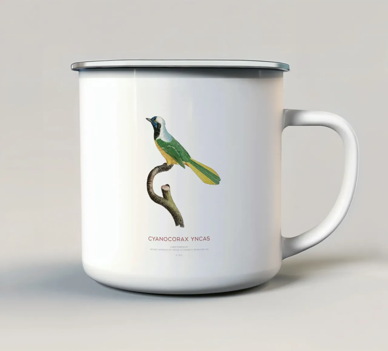 Ghiandaia Inca o Cyanocorax yncas tazza in smalto da Vintagrafica