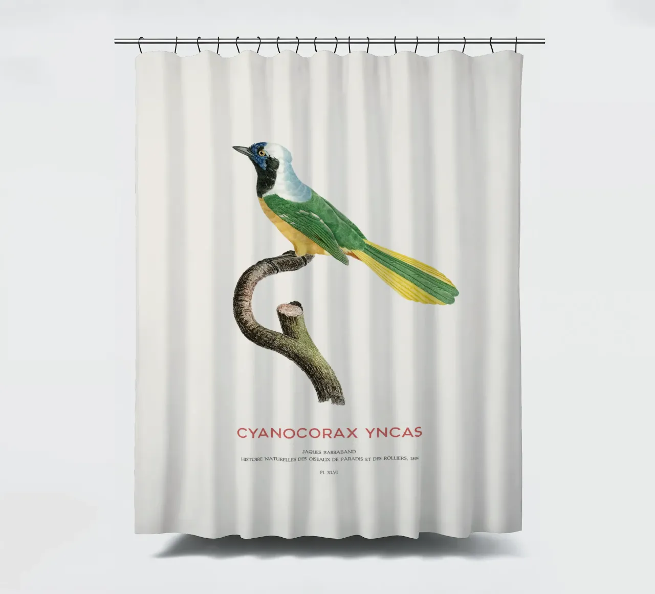 Inka-Häher oder Cyanocorax yncas Duschvorhang von Vintagrafica