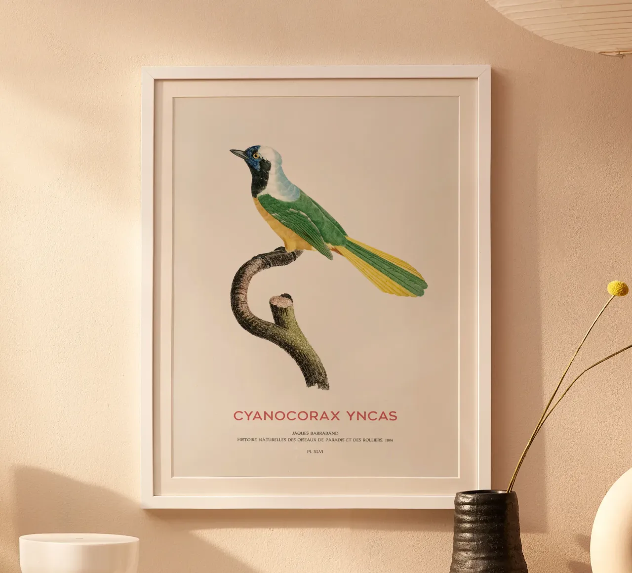 Inka-Häher oder Cyanocorax yncas Hahnemühle von Vintagrafica