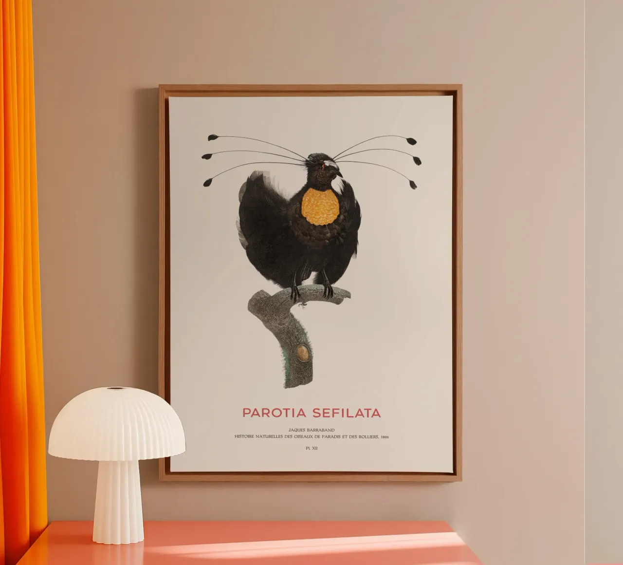 Parotia occidentale o Parotia sefilata tela con Cornice a cassetta da Vintagrafica