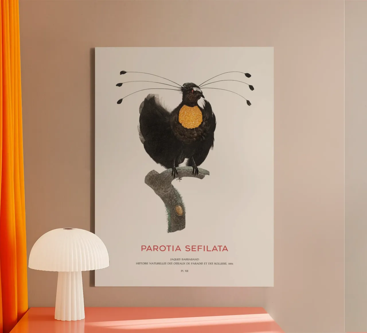 Parotia occidentale o Parotia sefilata tela con Cornice a cassetta da Vintagrafica