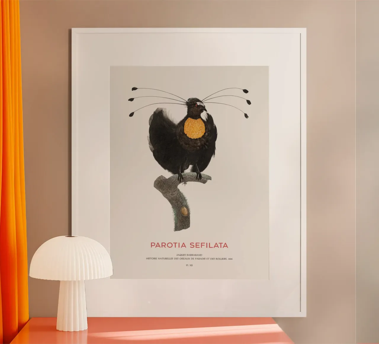 Parotia occidentale o Parotia sefilata poster da Vintagrafica