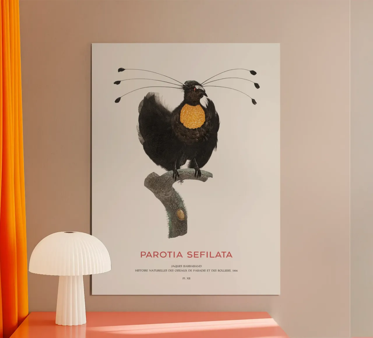 Parotia occidentale o Parotia sefilata poster da Vintagrafica