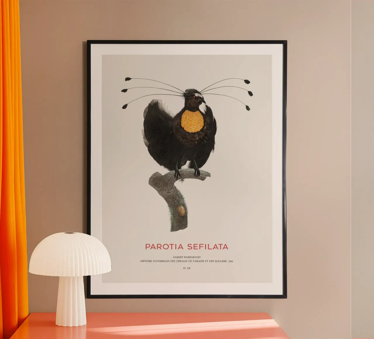 Parotia occidentale o Parotia sefilata poster da Vintagrafica