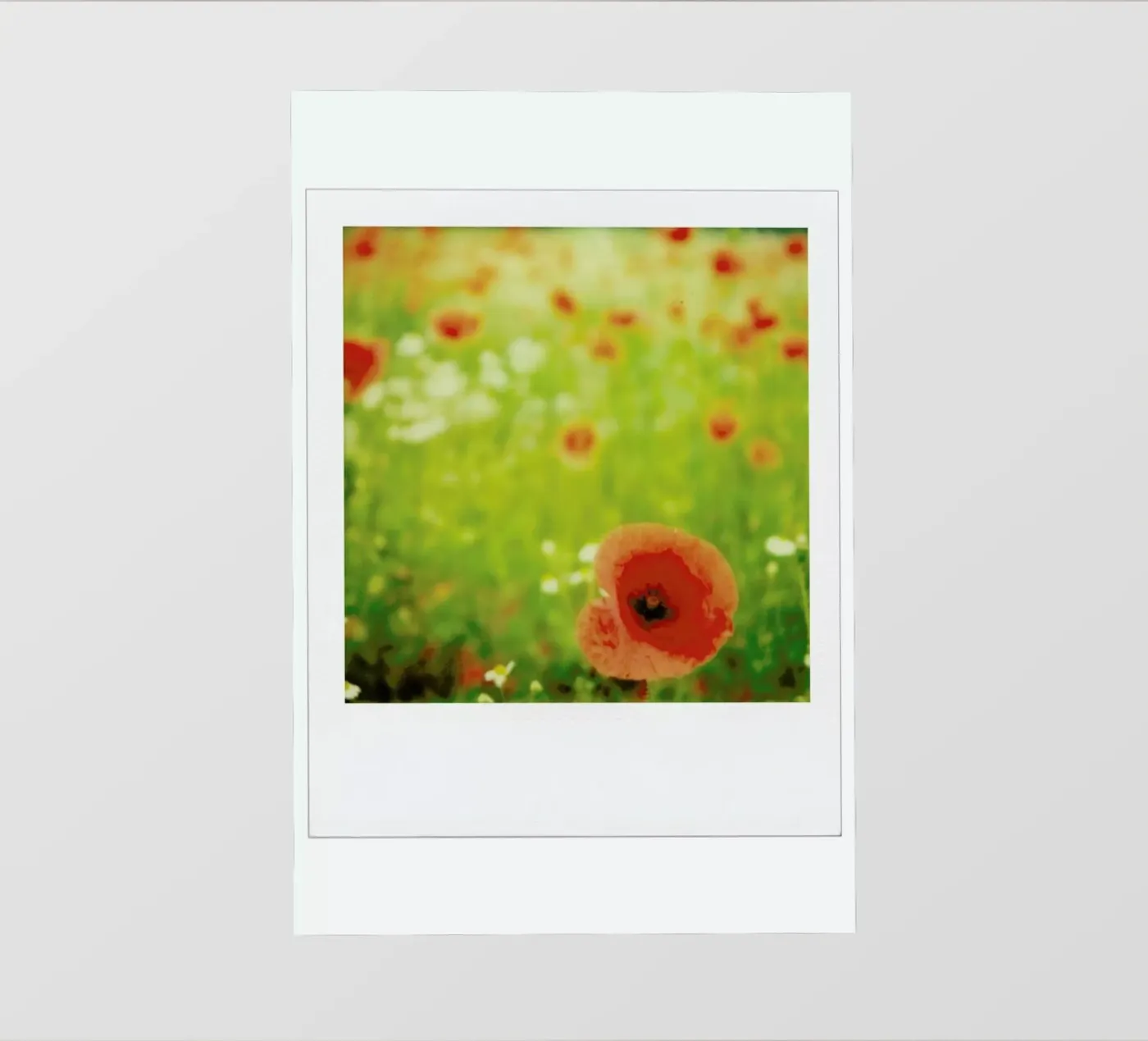 Pivot rouge pellicola backlit da Lou Garoup