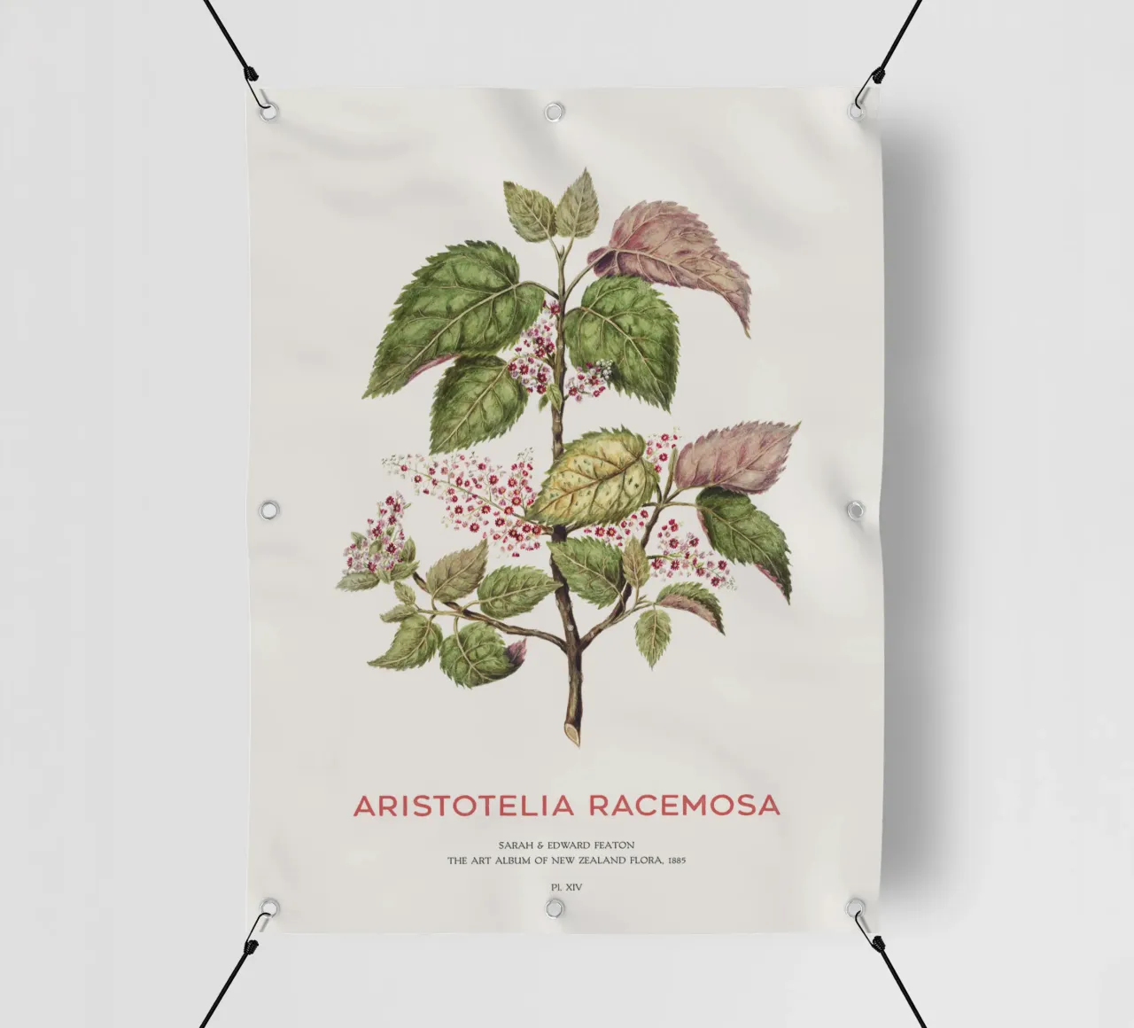 Uva di mare o Aristotelia racemosa telo in pvc da Vintagrafica