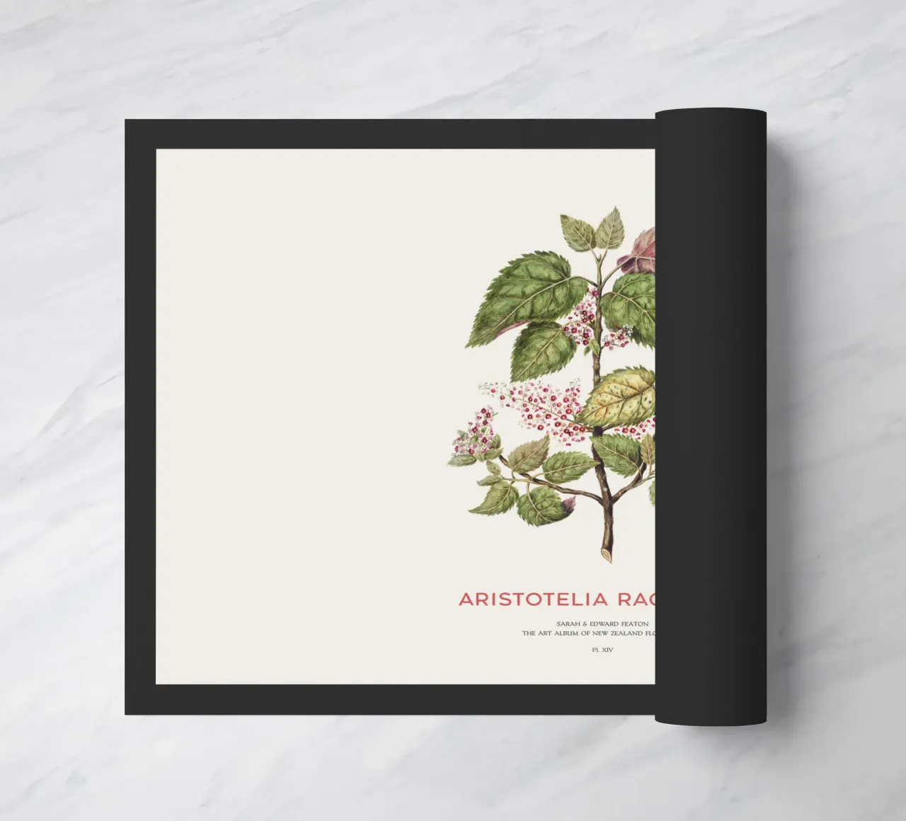 Uva di mare o Aristotelia racemosa zerbino da Vintagrafica
