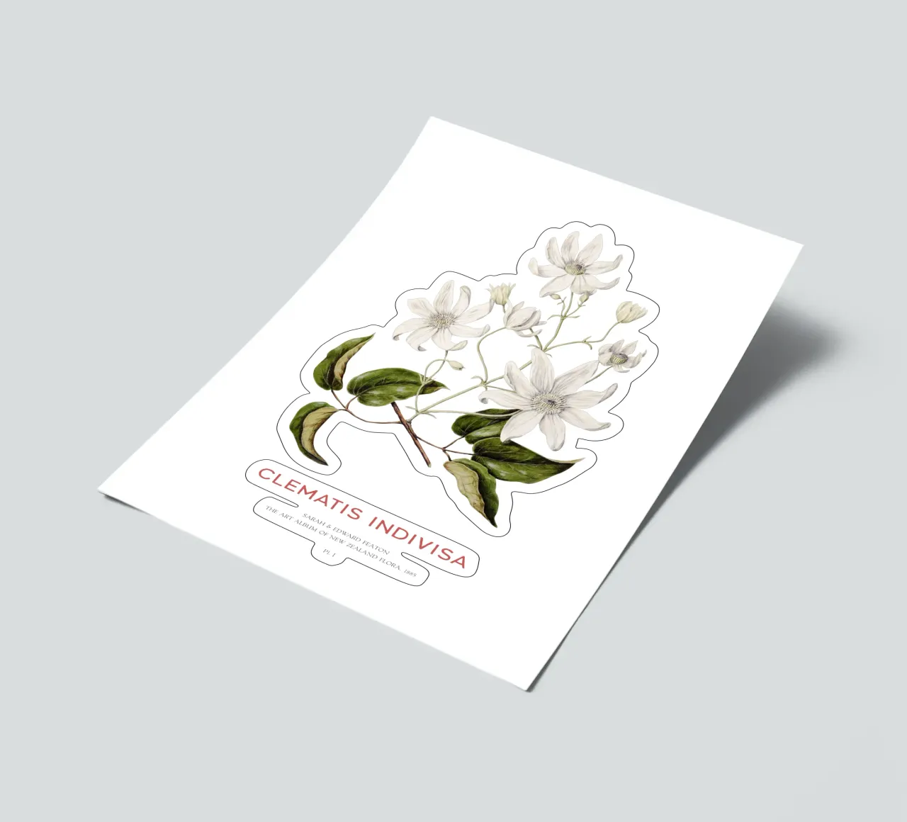 Flores de Puawananga o Clematis indivisa pack de pegatina de Vintagrafica