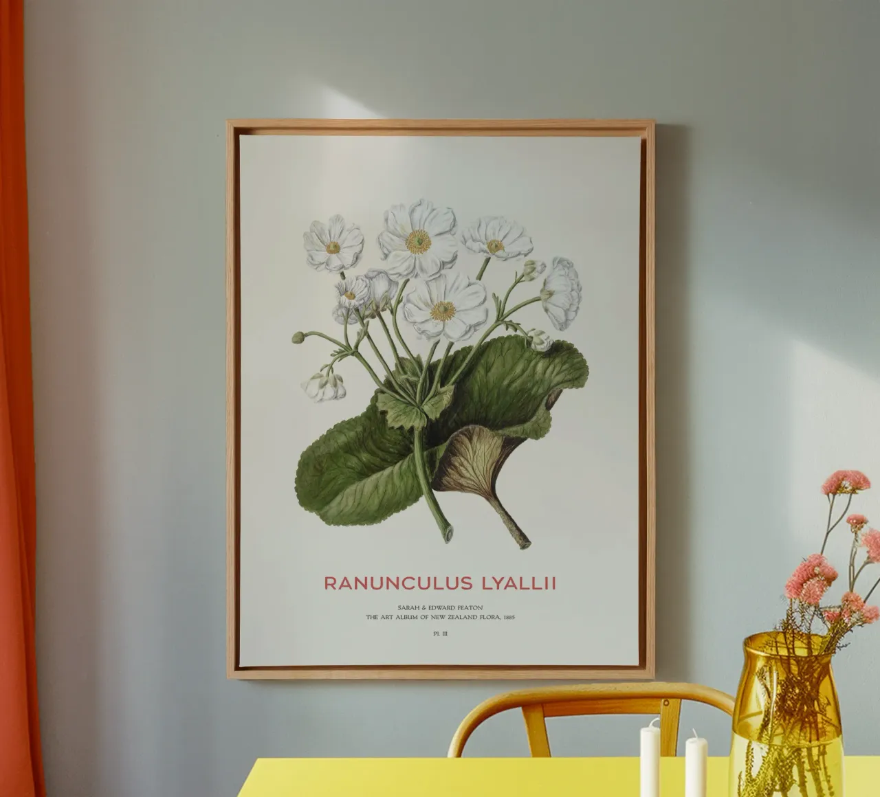Giglio di Mount Cook o Ranunculus lyallii tela con Cornice a cassetta da Vintagrafica